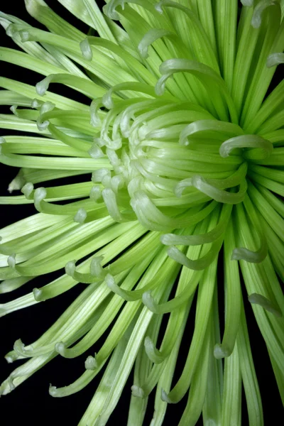 Spindel chrysanthanum makro 2 — Stockfoto