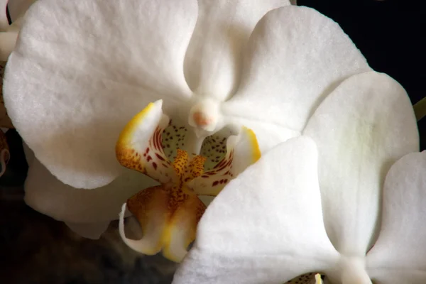Bílé orchideje 01 — Stock fotografie
