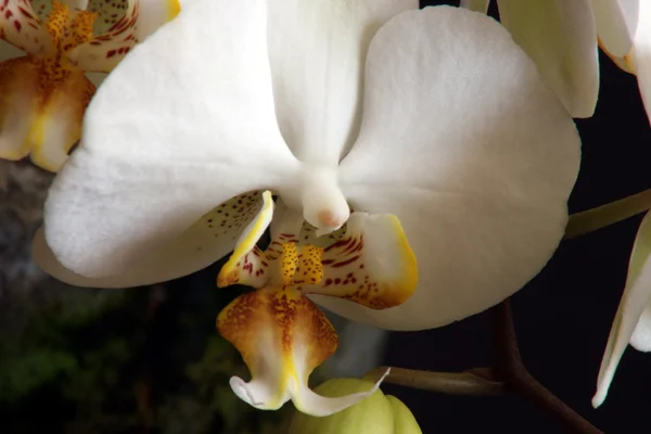 Witte orchideeën 02 — Stockfoto