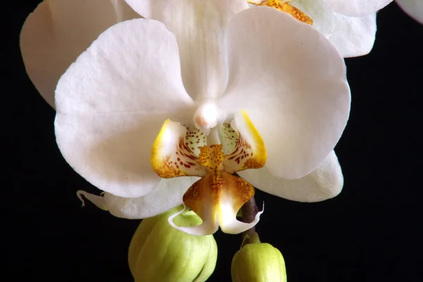 Белые орхидеи 05 — стоковое фото