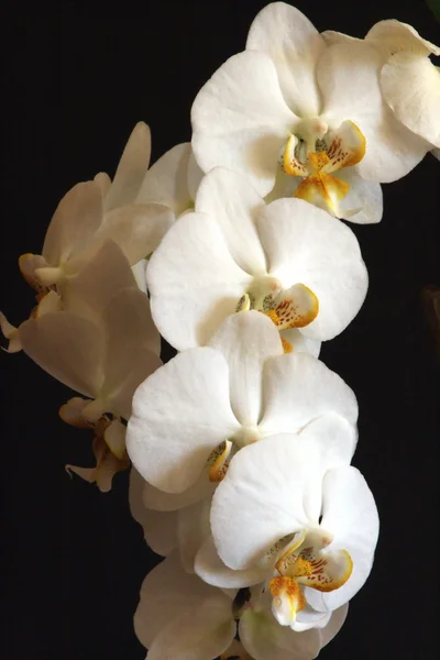 Witte orchideeën 09 — Stockfoto