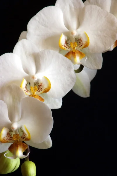 Witte orchideeën 06 — Stockfoto