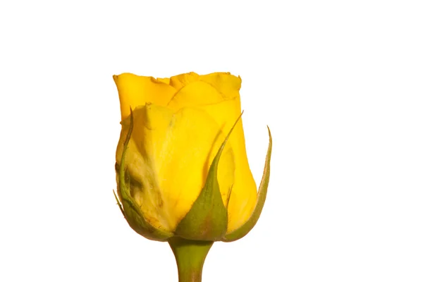 Cabeza de rosa amarillo sobre blanco — Foto de Stock