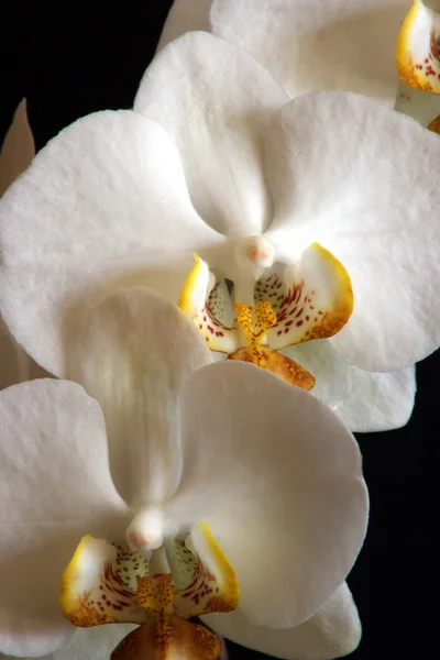 Белые орхидеи 07 — стоковое фото