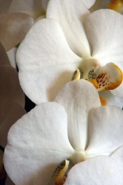 Белые орхидеи 08 — стоковое фото