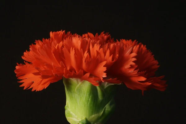 Œillet rouge Images De Stock Libres De Droits