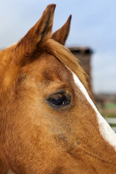 Cavallo bruno con i capelli biondi — Foto Stock