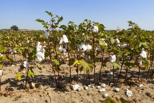 綿植物は日光の下でクローズ アップ — ストック写真