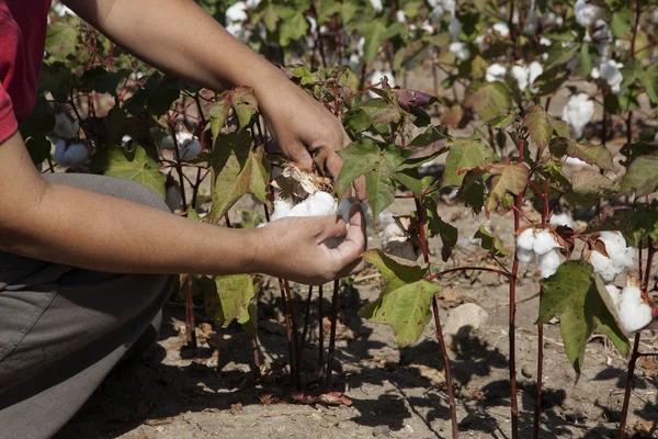 Cotton hand picked in field — Stock Photo, Image