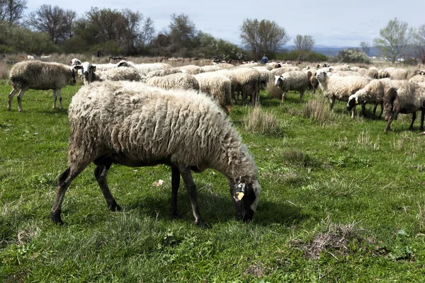 Kudde schapen in platteland — Stockfoto