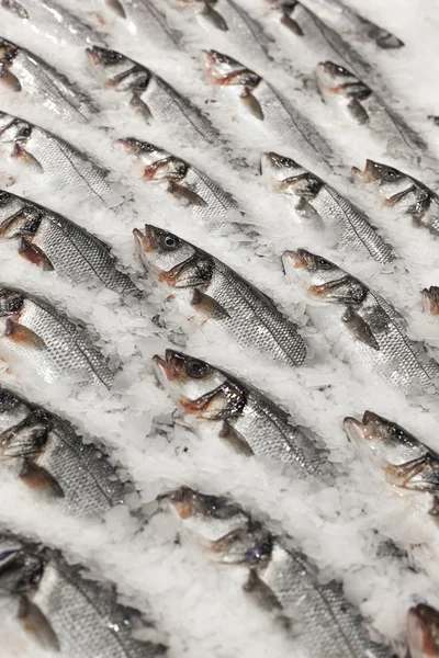 Frischer Fisch auf Eis — Stockfoto