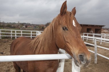 sarı saçları ile kahverengi at