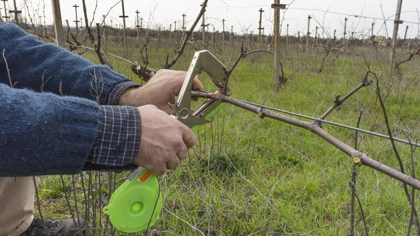 Snijden en koppelverkoop takken in een wijngaard — Stockfoto