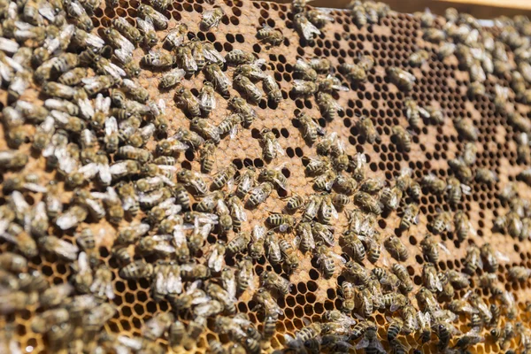 Abelhas de favo de mel — Fotografia de Stock
