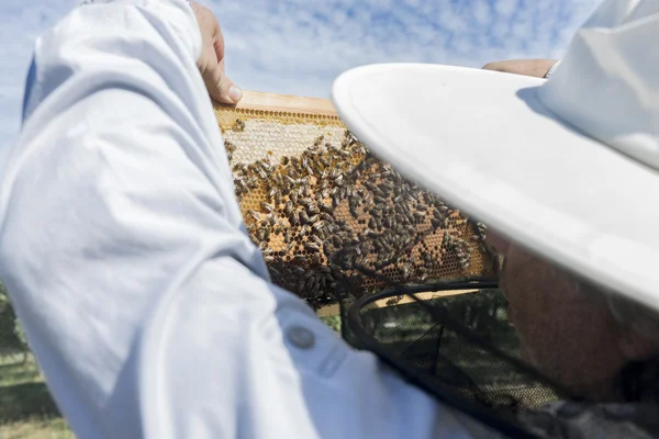 養蜂家はハニカム コントロール — ストック写真