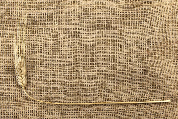 Сухая пшеница на мешковине — стоковое фото