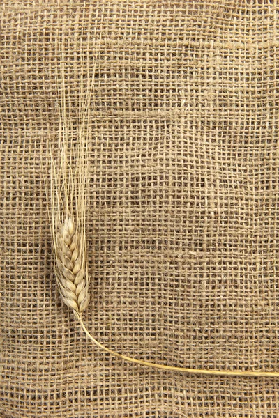 Dry wheat on a burlap — Stock Photo, Image