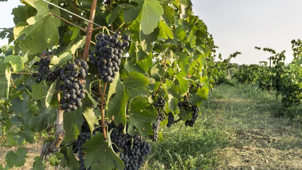 Grono czerwonego wina gronowego — Zdjęcie stockowe