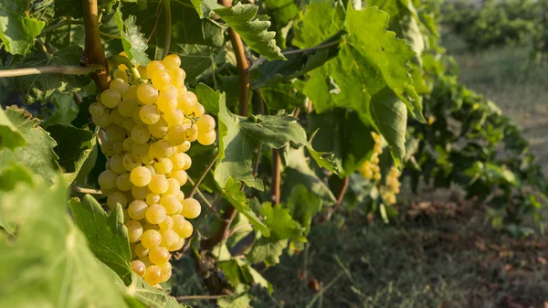 Bunch of white grape — Stock Photo, Image