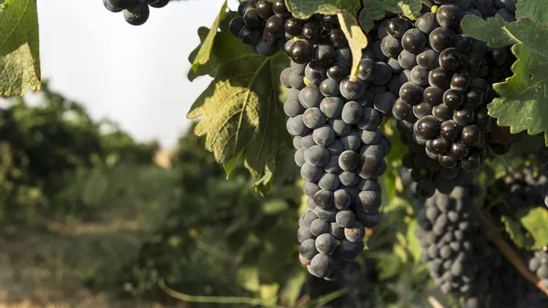 Bunch of red wine grape — Stock Photo, Image