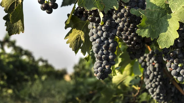 Bunch of red wine grape — Stock Photo, Image