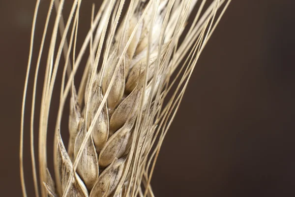 Extreme close up from a wheat — Stock Photo, Image