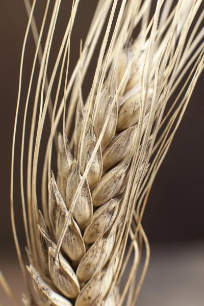 Extreme close up from a wheat — Stock Photo, Image