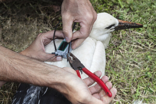 Equipping storks with gps