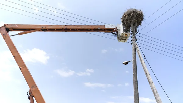 Störche aus dem Nest fangen — Stockfoto