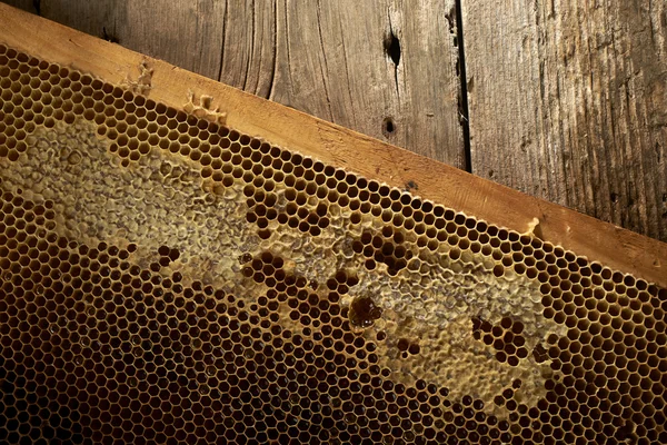 Favo de mel no quadro com mel fresco — Fotografia de Stock