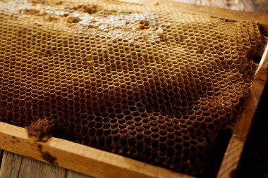 çerçevesinde taze bal petek