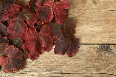 ahşap arka plan üzerinde kırmızı üzüm yaprakları sonbaharda.
