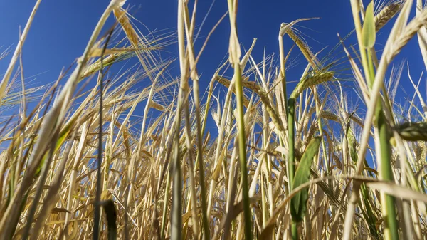 Golden wheat field — Stock Photo, Image