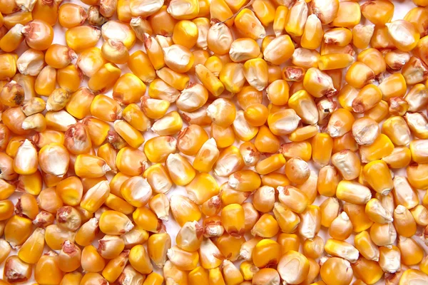 Graines de maïs comme toile de fond — Photo