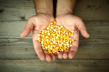 man's hands holding grains of ripes dry corns clipart