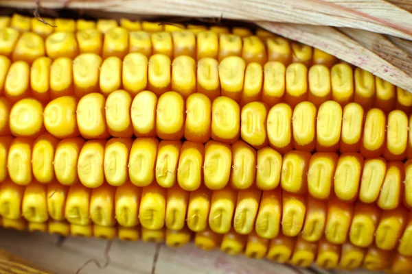 Grains of ripe dry corn close up — Stock Photo, Image