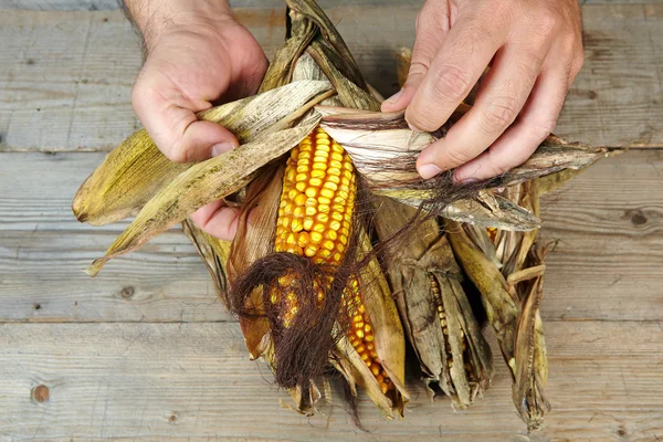 Man's hands peeling a ripe dry corn — Stock Photo, Image