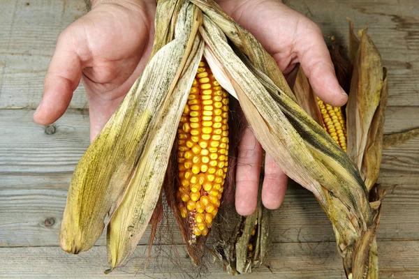 Dry corn on man's hands — Stock Photo, Image