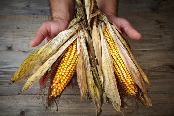 Dry corn on man's hands — Stock Photo, Image