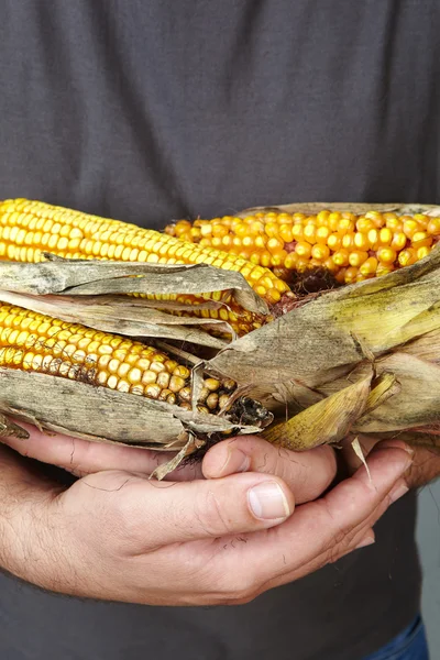 A férfi kezét száraz kukorica — Stock Fotó