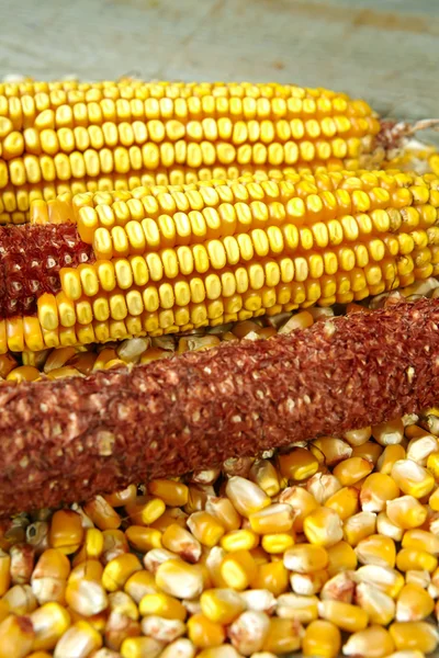 Grains of ripe dry corn close up — Stock Photo, Image