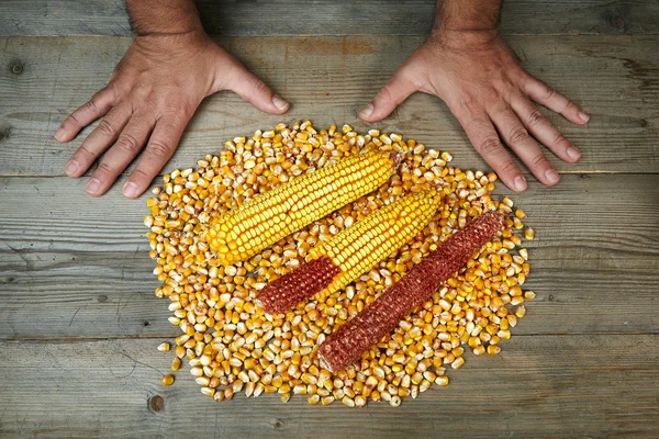 Man's hands with many ripes dry corns — Stock Photo, Image