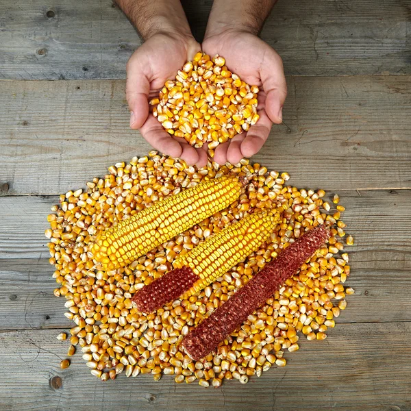 人間の手が出来上がり穀物乾燥トウモロコシ — ストック写真