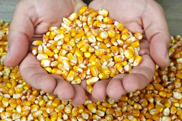 Man's hands holding grains of ripes dry corns — Stock Photo, Image