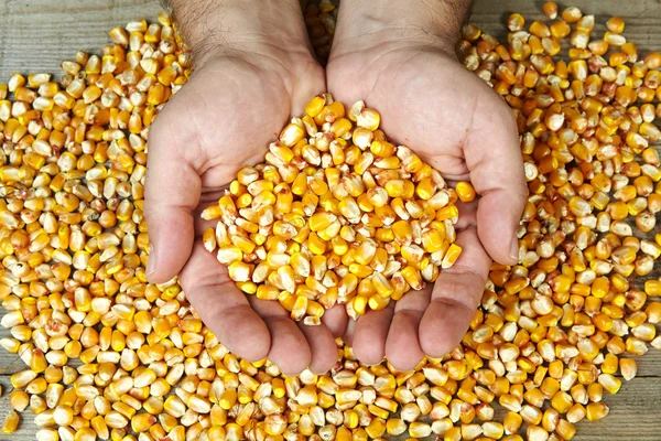 Las manos del hombre sosteniendo granos de granos secos maduros —  Fotos de Stock