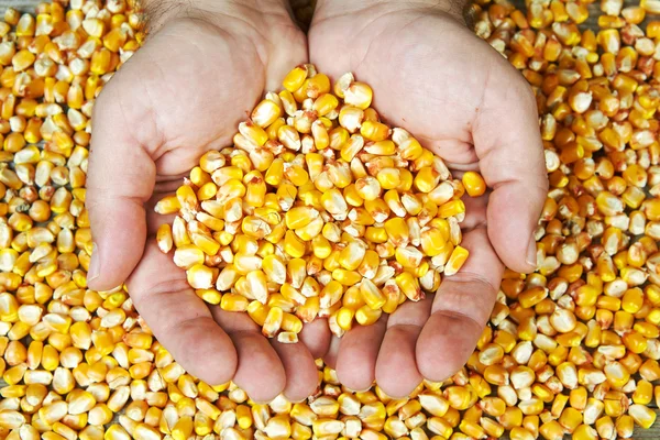 Man's hands holding grains of ripes dry corns — Stock Photo, Image