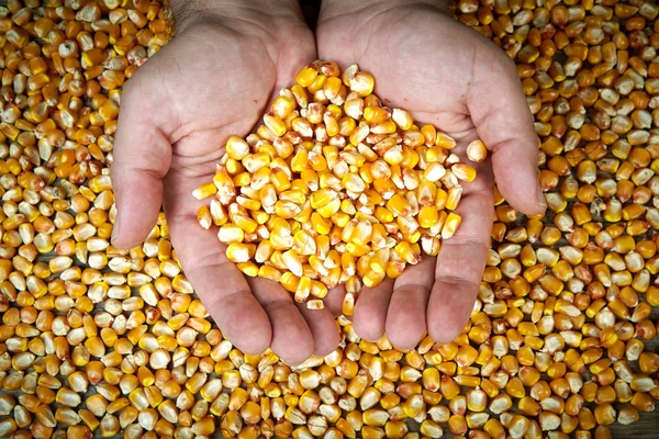 Les mains de l'homme tenant des grains de maïs sec mûr — Photo