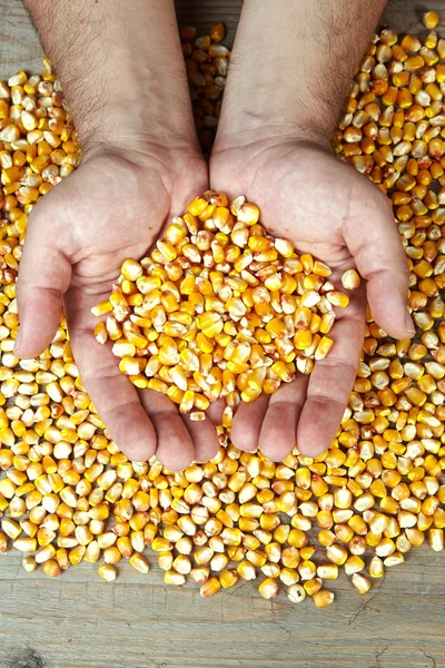 Les mains de l'homme tenant des grains de maïs sec mûr — Photo