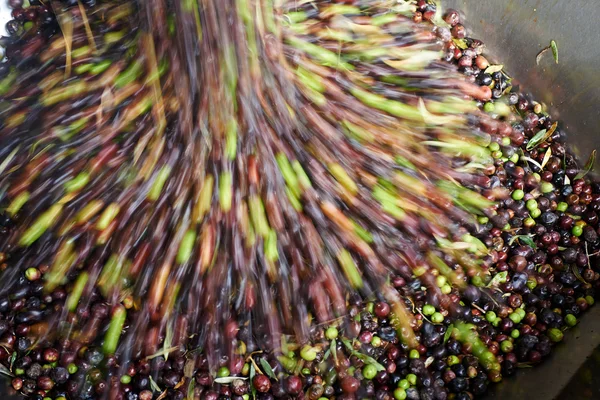 Lis na olivový olej — Stock fotografie