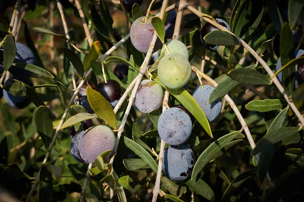 Parta zralých oliv — Stock fotografie